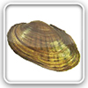 Freshwater mussels - species distributions