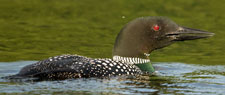 Loon on West Pond
