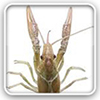 Crayfish species distribution maps